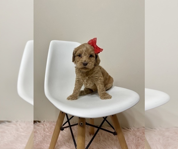 Medium Photo #1 Australian Labradoodle Puppy For Sale in MACON, IL, USA