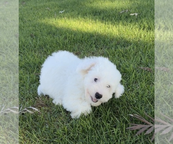 Medium Photo #1 Maltipoo (Toy) Puppy For Sale in PARAMOUNT, CA, USA