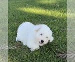 Small Maltipoo (Toy)