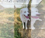 Small #7 Great Pyrenees
