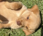 Puppy Doll Labrador Retriever