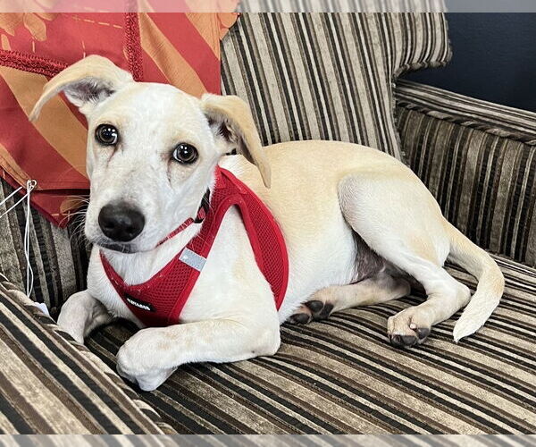 Medium Photo #3 Unknown-Whippet Mix Puppy For Sale in Mundelein, IL, USA