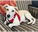 Small #2 Whippet Mix