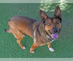 BISCUIT - Female German Shepherd Dog-Unknown Mix Dog for Adoption - Small photo