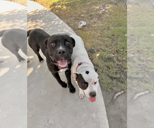 Medium Photo #1 Boxer-Unknown Mix Puppy For Sale in San Bernardino , CA, USA
