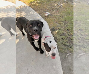 Boxer-Unknown Mix Dogs for adoption in San Bernardino , CA, USA
