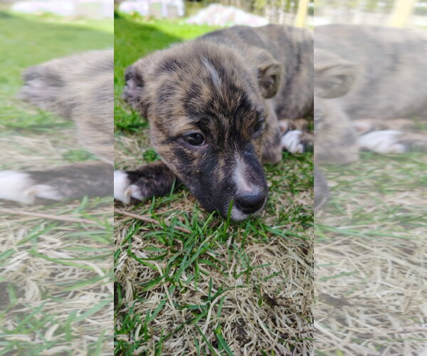 Medium Photo #2 Mutt Puppy For Sale in New London, WI, USA