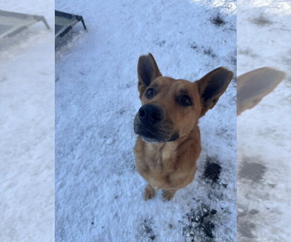 Medium Photo #4 Mutt Puppy For Sale in Elmsford, NY, USA