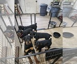 Small Photo #1 Rottweiler Puppy For Sale in VANDALIA, MO, USA