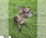 Small #2 French Bulldog