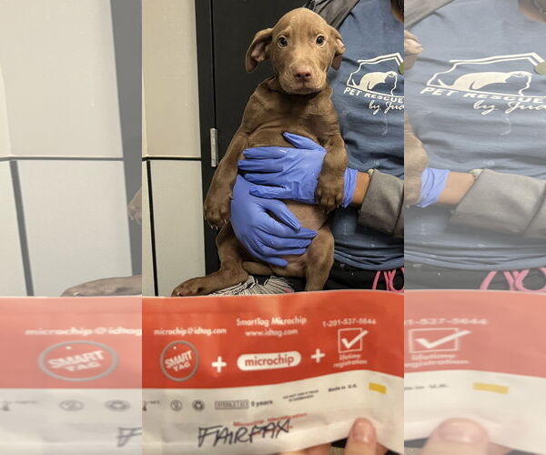 Medium Photo #4 Chihuahua-Unknown Mix Puppy For Sale in Sanford, FL, USA