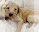 Puppy Puppy 6 Aussiedoodle-Goldendoodle Mix