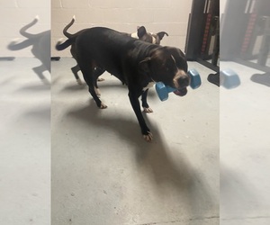 Mother of the American Pit Bull Terrier puppies born on 06/15/2025
