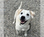 Small Labrador Retriever Mix