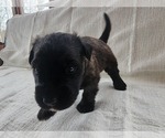 Small Photo #14 Bouvier Des Flandres Puppy For Sale in BERWICK, ME, USA