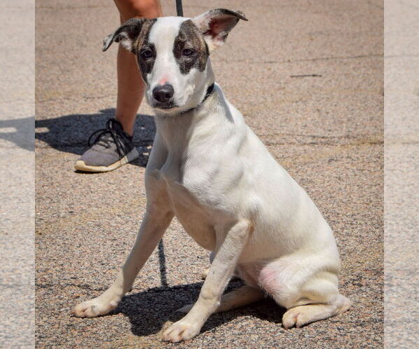 Medium Photo #3 Labrador Retriever-Unknown Mix Puppy For Sale in Huntley, IL, USA