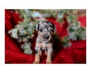 Small Photo #13 Australian Cattle Dog-Catahoula Leopard Dog Mix Puppy For Sale in WELLMAN, IA, USA