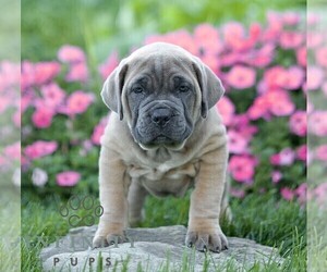 Cane Corso Puppy for sale in LANCASTER, PA, USA