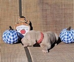Small Photo #44 Weimaraner Puppy For Sale in NEWCASTLE, OK, USA