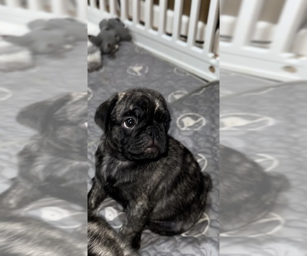 Medium Photo #41 Pug Puppy For Sale in TROY, MO, USA