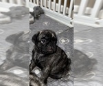 Small Photo #41 Pug Puppy For Sale in TROY, MO, USA
