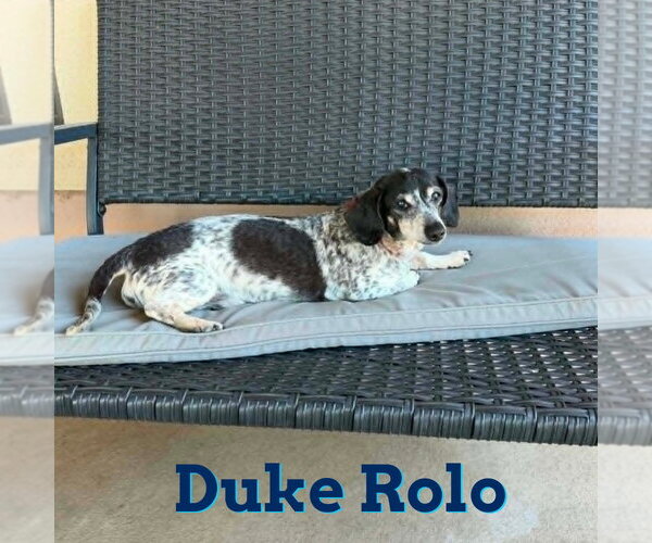 Medium Photo #7 Dachshund Puppy For Sale in San Antonio, TX, USA