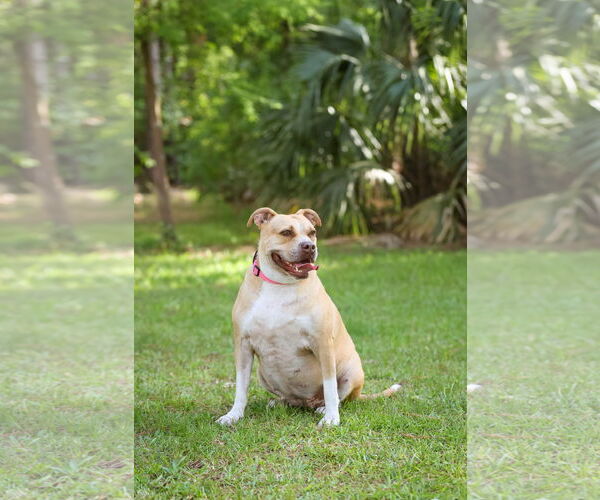 Medium Photo #4 Mutt Puppy For Sale in  Gainesville, FL, USA