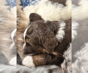 Bernedoodle Puppy for Sale in CARMEL, Indiana USA