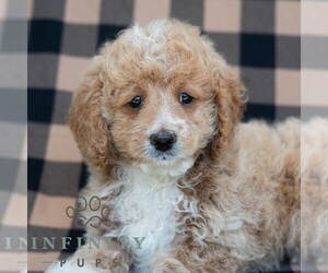 Poodle (Miniature) Puppy for sale in DORNSIFE, PA, USA