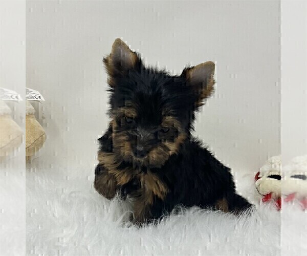 Medium Photo #4 Yorkshire Terrier Puppy For Sale in VERO BEACH, FL, USA