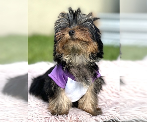 Medium Photo #7 Yorkshire Terrier Puppy For Sale in CORAL SPRINGS, FL, USA