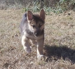 German Shepherd Dog-Siberian Husky Mix Puppy for sale in BURLESON, TX, USA