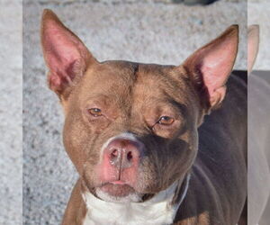 American Bulldog-American Staffordshire Terrier Mix Dogs for adoption in Huntley, IL, USA