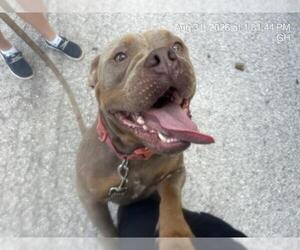 American Pit Bull Terrier-Unknown Mix Dogs for adoption in Ocala, FL, USA