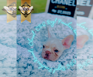 French Bulldog Puppy for sale in ATHENS, GA, USA