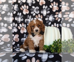 Cavapoo Puppy for sale in OXFORD, PA, USA