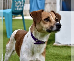 Jake - Male Jack Russell Terrier-Unknown Mix Dog for Adoption - Photo #4