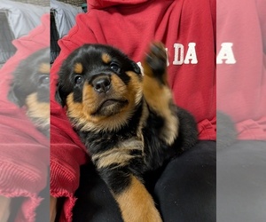 Rottweiler Puppy for sale in CANDIA, NH, USA