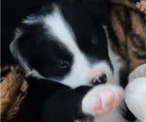 Border Collie Puppy for sale in SAUSALITO, CA, USA