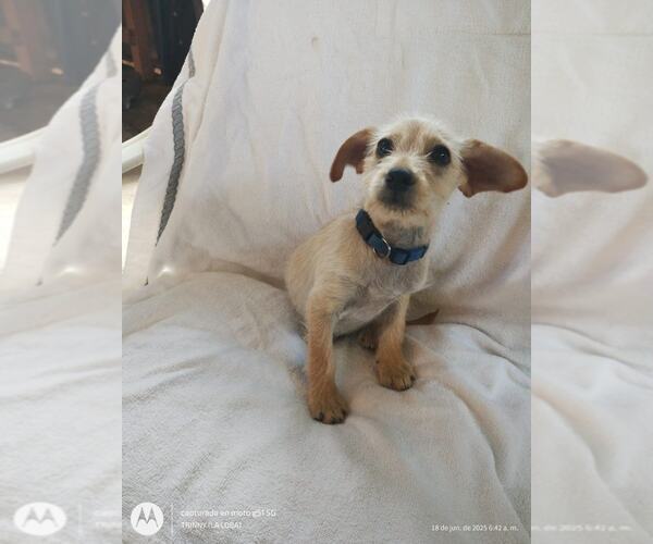 Medium Photo #2 Mutt Puppy For Sale in Arlington, WA, USA
