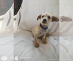 Small #1 Mutt