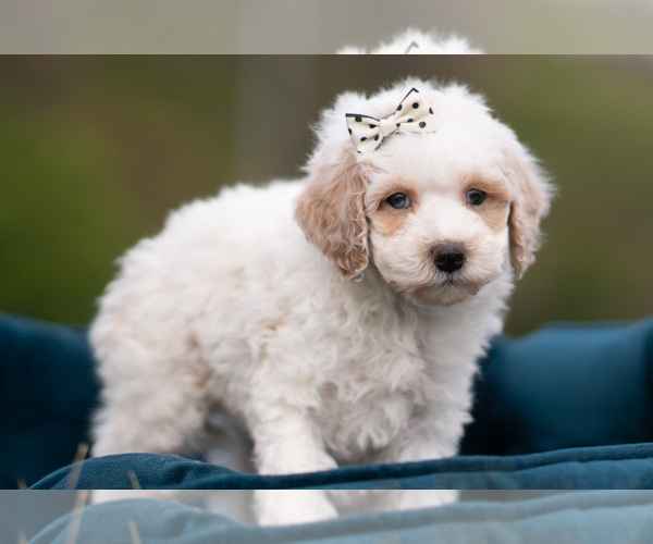 Medium Photo #28 Maltipoo (Miniature) Puppy For Sale in WARSAW, IN, USA