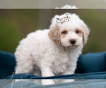 Puppy 6 Maltipoo (Miniature)