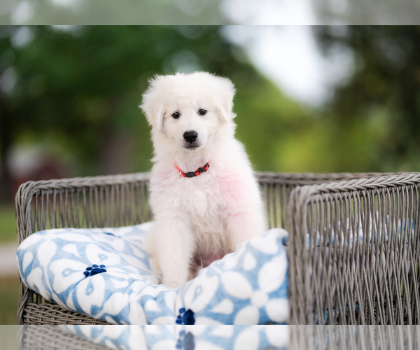 Medium Photo #4 Maremma Sheepdog Puppy For Sale in CONWAY, MO, USA
