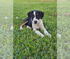 Catahoula Leopard Dog-Unknown Mix Dogs for adoption in Rockaway, NJ, USA