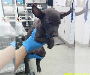 Shepradors Dogs for adoption in Oklahoma City, OK, USA