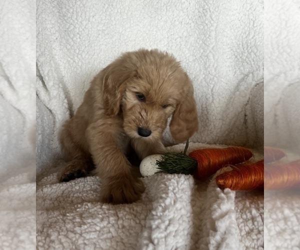 Medium Photo #4 Goldendoodle Puppy For Sale in PEYTON, CO, USA