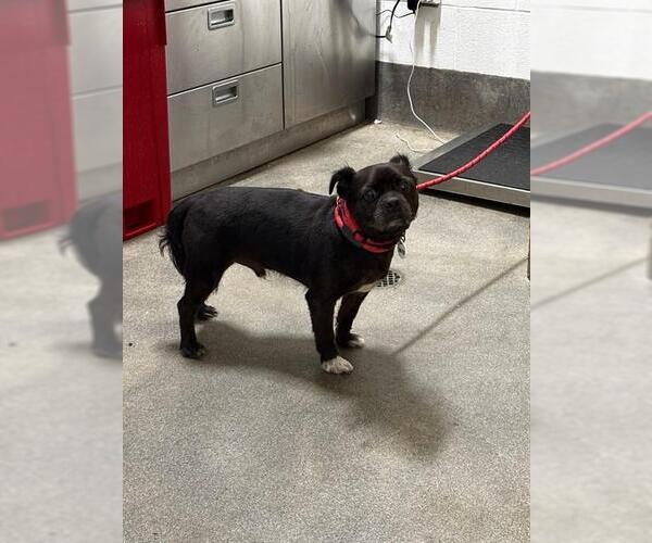 Medium Photo #1 Pug-Unknown Mix Puppy For Sale in Forestville, MD, USA