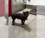 ACE - Male Pug-Unknown Mix Dog for Adoption - Small photo