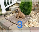 Small Photo #7 Cane Corso Puppy For Sale in MONTPELIER, VA, USA
